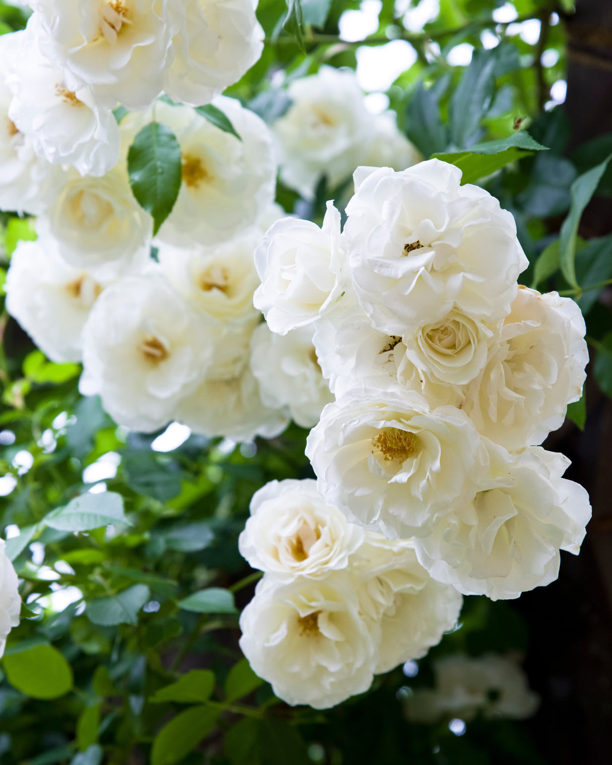 products/Rosa-17.jpg